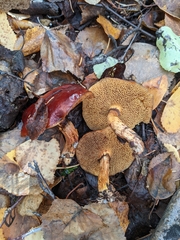 Suillus glandulosus