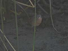 Rallus limicola
