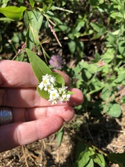 Fagopyrum esculentum
