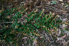 Pomaderris elachophylla