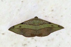 Hypochrosis hyadaria