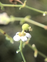 Euphorbia pubentissima