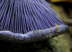 Phlegmacium velicopium