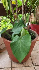 Xanthosoma
