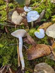 Cuphophyllus borealis