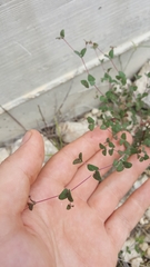 Euphorbia villifera