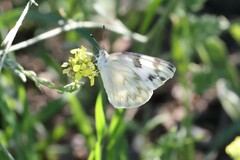Pontia protodice