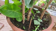 Xanthosoma