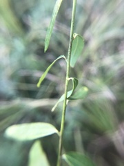 Euphorbia pubentissima