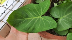 Xanthosoma