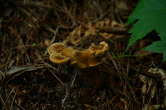 Hydnellum aurantiacum