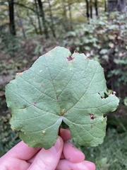 Vitis labrusca