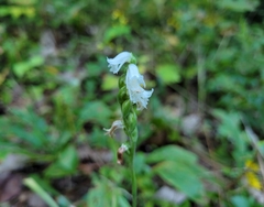 Spiranthes arcisepala