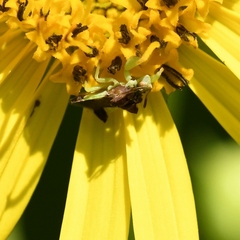 Phymata pennsylvanica