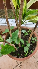 Xanthosoma