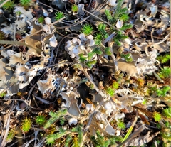 Peltigeraceae