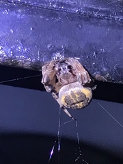 Larinioides patagiatus