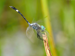 Micrathyria ocellata