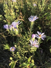 Symphyotrichum oblongifolium
