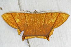 Thinopteryx crocoptera