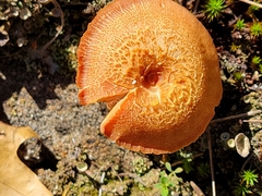 Laccaria laccata