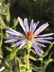 Symphyotrichum oblongifolium