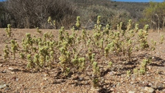 Helichrysum herniarioides