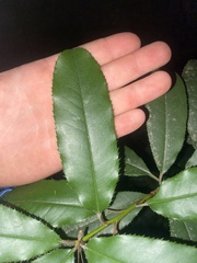 Photinia serratifolia