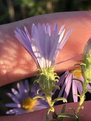 Symphyotrichum oblongifolium