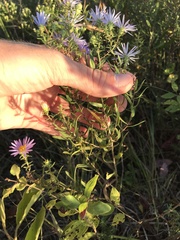 Symphyotrichum oblongifolium