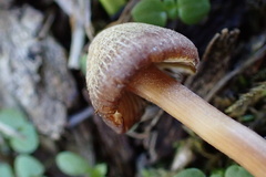 Inocybe subfulva
