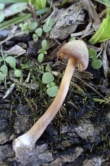 Inocybe subfulva