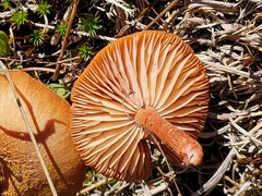 Laccaria laccata