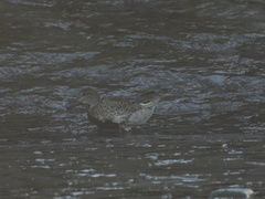 Anas crecca carolinensis