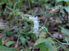 Spiranthes arcisepala