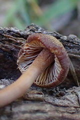 Inocybe subfulva