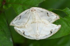 Callidrepana gelidata