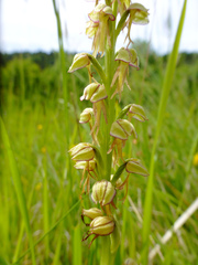 Orchis anthropophora