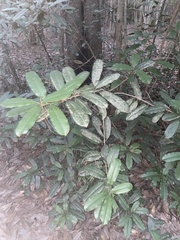 Photinia serratifolia
