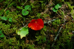 Hygrocybe cuspidata