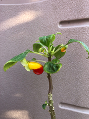 Impatiens niamniamensis