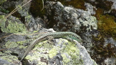 Iberolacerta monticola