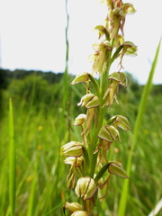 Orchis anthropophora