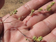 Helichrysum herniarioides