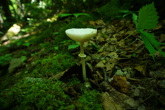 Amanita multisquamosa