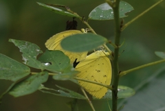Eurema hecabe
