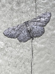 Idaea violacearia