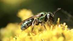 Augochlorella aurata