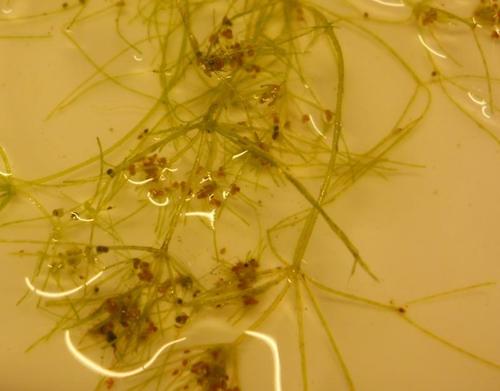 Image of Nitella flexilis by (c) Andre Hosper, some rights reserved (CC BY)
