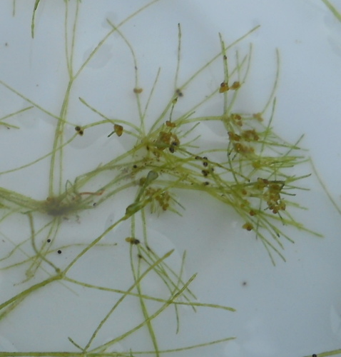 Image of Nitella flexilis by (c) Andre Hosper, some rights reserved (CC BY)